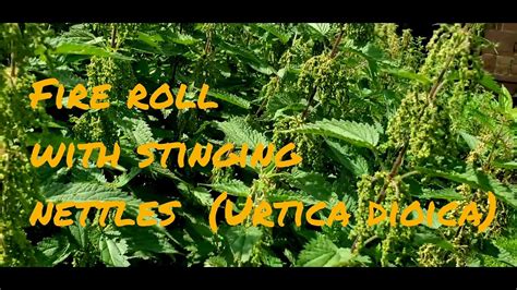 Stinging Nettle Urtica Dioica Fireroll Youtube