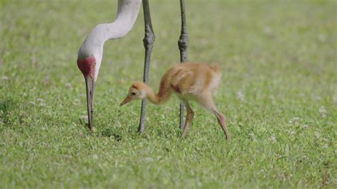 Watch Sunday Morning Nature Sandhill Cranes And Their Chicks Full