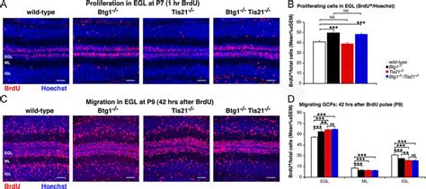 Double Btg Tis Knockout Mice Show That Btg And Tis Primarily