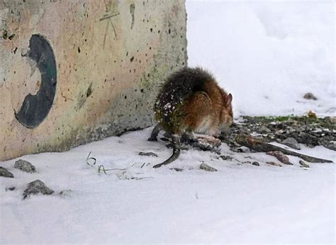 Ympäristö Rottaongelma On Tullut Jäädäkseen Biojätteiden