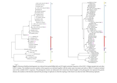 Maximum Likelihood Phylogenetic Tree Inferred From Partial Rdrp Left