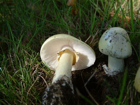 What to know about 'death cap mushrooms,' a species found in B.C ...