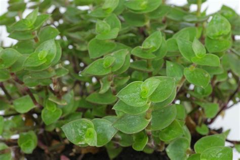 How To Grow Turtle Vine Plant