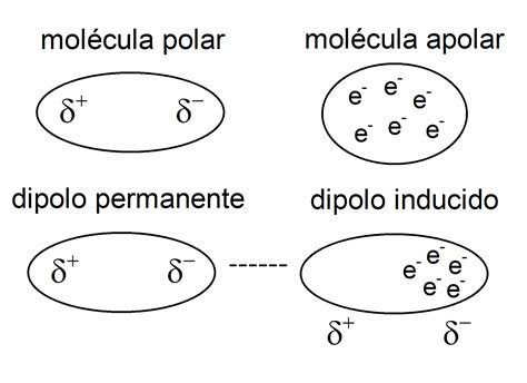 Moleculas: ¿Polar o apolar? Aprende a distinguirlas en simples pasos