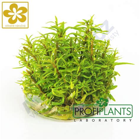 Profiplants Pogostemon Yatabeanus In Vitro AKVARISTA Cz