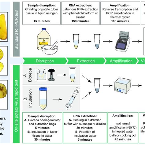 Comparison Of The Mini Loop Mediated Isothermal Amplification