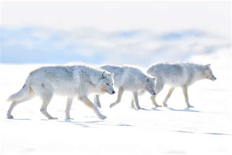 Arctic Wolves Image | National Geographic Your Shot Photo of the Day