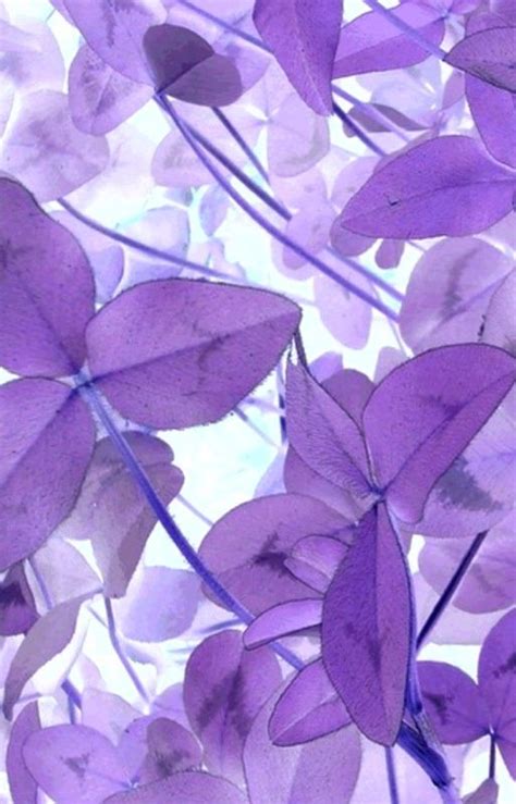 Pretty Purple Things I Like Pinterest Purple Flowers All Things Purple Purple Love