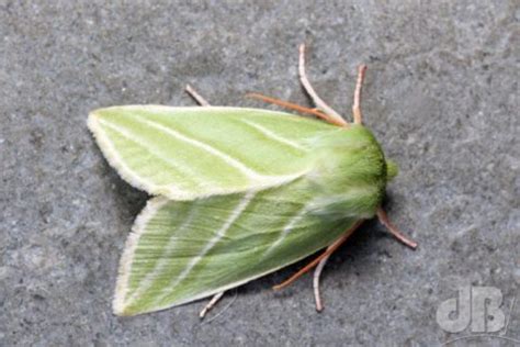 Green Silver-lines moth – David Bradley