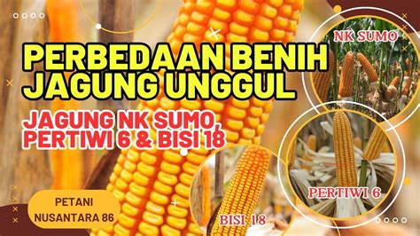 REVIEW JAGUNG PERTIWI 6 NK SUMO BISI 18 Jagung Pertanian