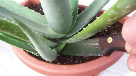 Come Coltivare L Aloe Vera In Vaso A Casa Il Giardino Commestible