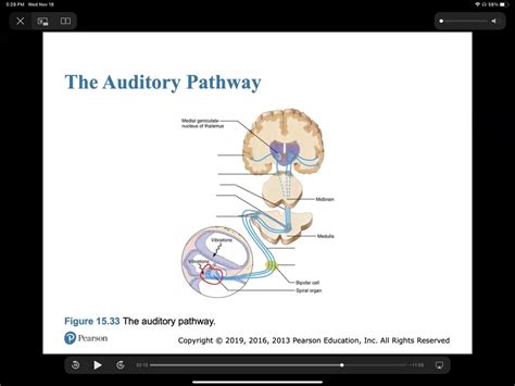 Auditory Pathway Diagram Quizlet