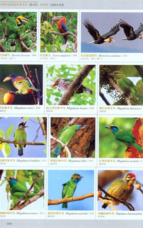 A Photographic Guide To The Birds Of China Chinese Nhbs Field