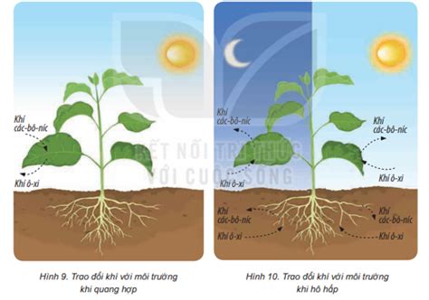 Vẽ sơ đồ mô tả sự trao đổi khí với môi trường khi thực vật tiến hành