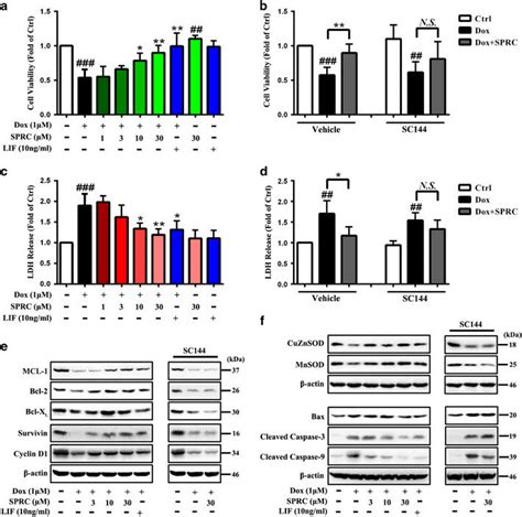 Sprc Attenuates Dox Induced Cardiomyocyte Death Via Gp130stat3