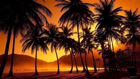 Palm Tree Sunset Wallpapers Top Free Palm Tree Sunset Backgrounds