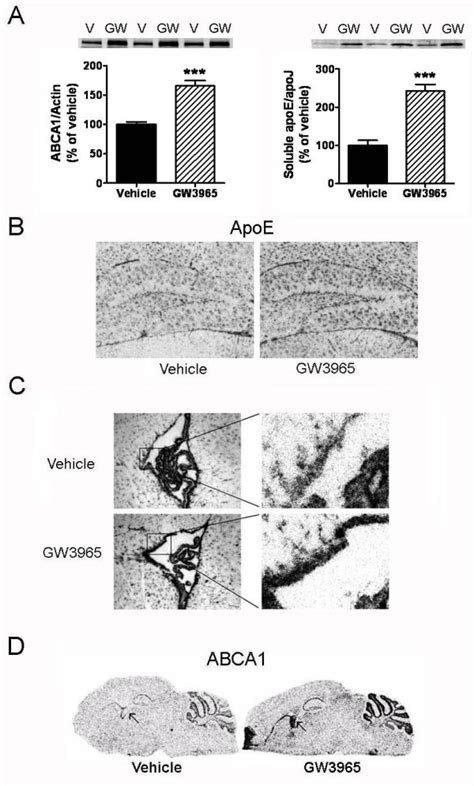 Abca1 And Apoe Mrna Expression Levels Were Upregulated In The Mouse Download Scientific Diagram