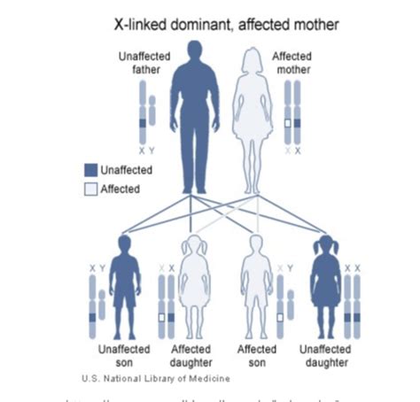 Genetic Inheritance Of Disease Flashcards Quizlet