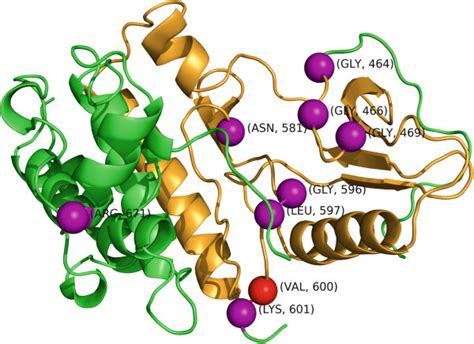 The BRAF Structure PDB ID 4E26 Color Coded By Segment I Amino Acids