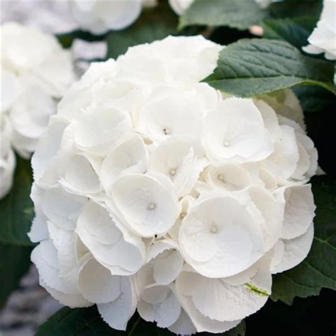 Kanmara White Hydrangea Macrophylla Hydrangea Macrophylla White