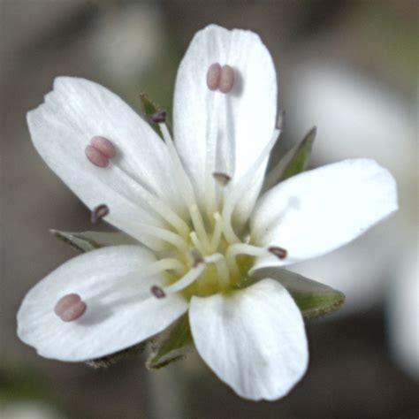 Fendler S Sandwort Plants Of Lone Mesa State Park Inaturalist