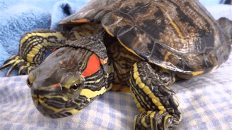 How To Fix Red Eared Slider Shell Rot