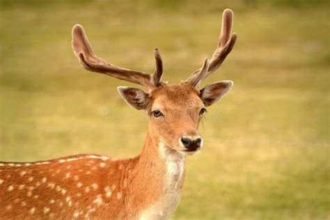 Beautiful Staring Deer Head Portrait Stock Photo Image Of Horizontal