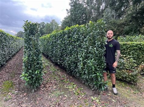 Genolia Laurel Instant Hedging Units Prunus Laurocerasus Genolia