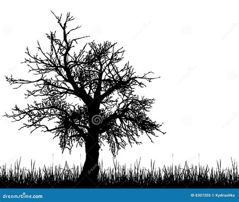 Old Tree Silhouette Stock Vector Illustration Of Grass 8307205