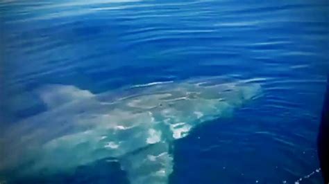 Giant Great White Shark Caught On Camera Circling Florida Mans Boat