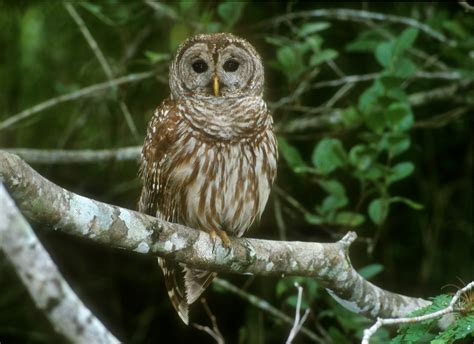 Adult Barred Owl Archives Nature And Wildlife Photography