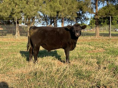 Australian Lowline Cattle And Genetics For Sale Alca