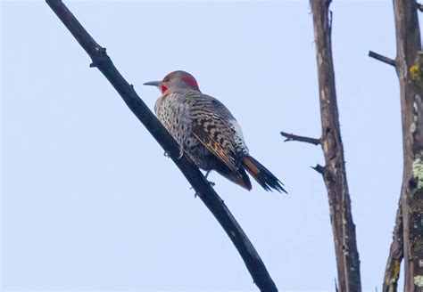 Yellow Shafted X Red Shafted Northern Flicker Intergrade Flickr