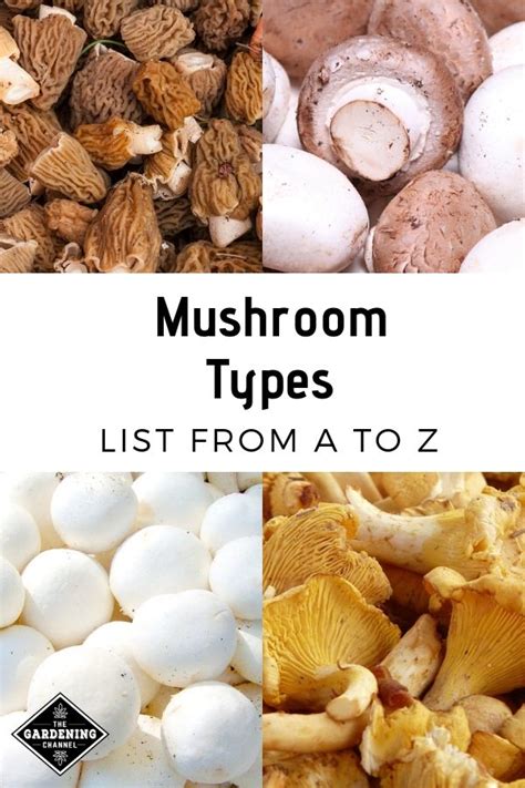 List of Mushroom Types from A to Z | Stuffed mushrooms, Health benefits of mushrooms, Nutritious