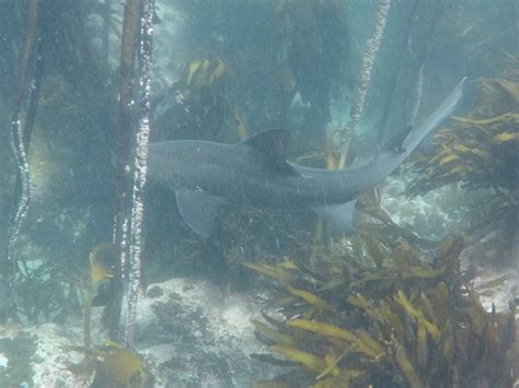 Spotted Gully Shark Cape St Francis BioDiversity4All