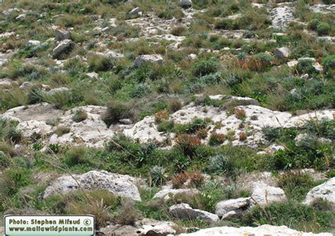 Aloe Vera Yellow Aloe The Online Flora Of The Maltese Islands