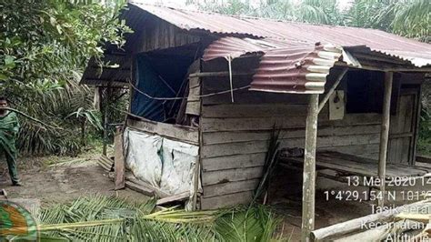 Kawanan Gajah Liar Mengamuk Rusak Kebun Dan Rumah Warga Di Bengkalis