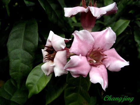 毛旋花 旋花羊角拗 奶油果 Climbing oleander strophanthus gratus Flickr