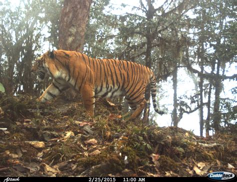 Tigers Burning Bright In A Small Himalayan Kingdom WildCRU