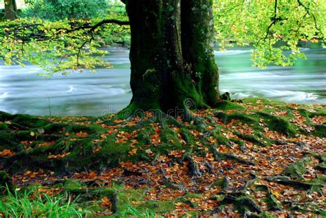 Tree Roots stock photo. Image of fall, roots, stream - 22777022