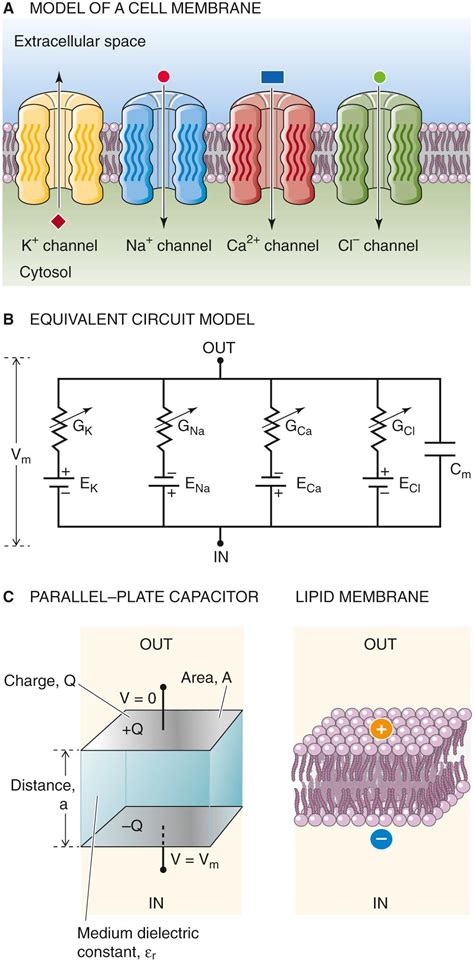 Electrophysiology Of The Cell Membrane Clinical Tree