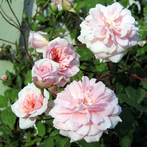 Rose Climber Cecile Brunner Springvale Garden Centre