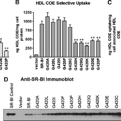 Uptake And Hydrolysis Of Hdl Cholesteryl Ester Ce By Cells Expressing