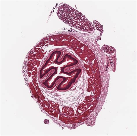 Histology Of Aorta