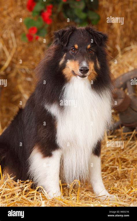 Shetland Sheepdog bitch (black-tricolour coloration) in straw Stock Photo - Alamy