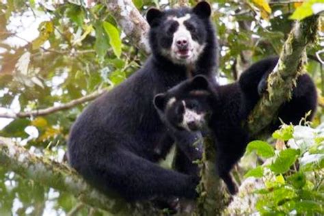 Unesco Declara La Zona De Choc Andino En Ecuador Como Reserva De La