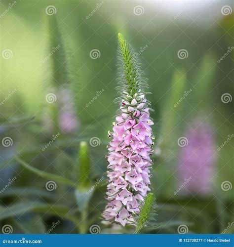 Spiked Speedwell Veronica Spicata Stock Image - Image of outdoor