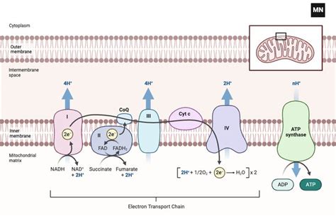 electron transport chain diagram | Electron transport chain, Electrons ...