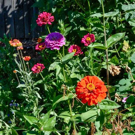 Cut & Come Again Heirloom Zinnia Mix Seeds | Terroir Seeds