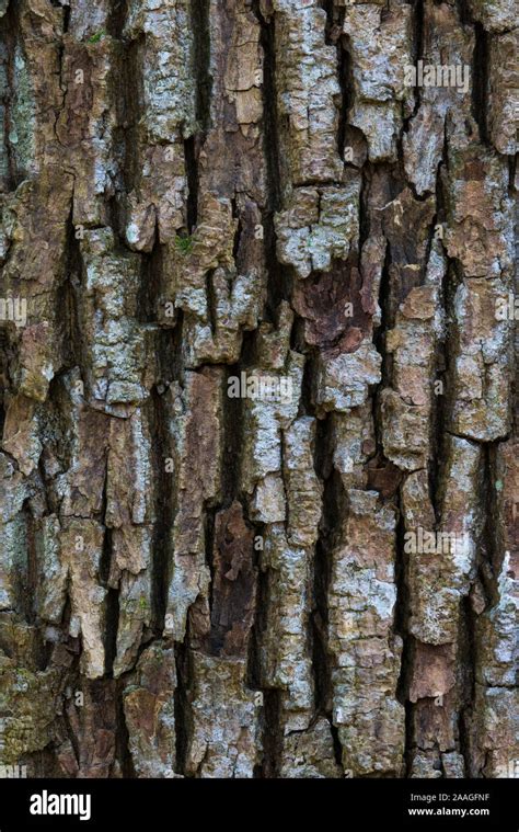 Alter Baum Rinde Baumrinde Urwald Eiche Quercus Robur